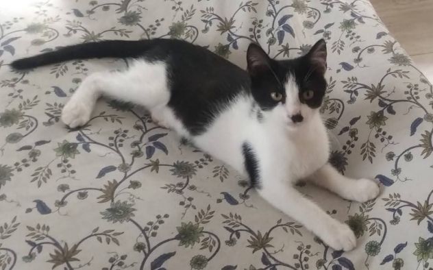 Tux gattino