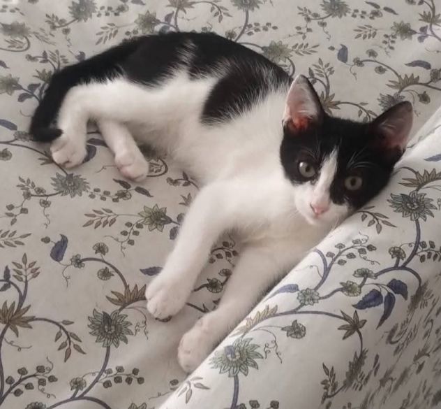 Dario