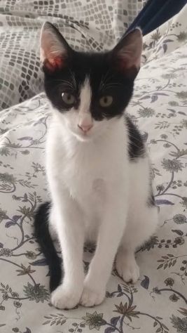Dario