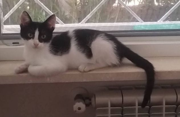 Dario