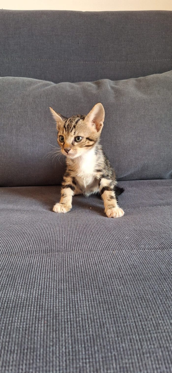 Yuky minuscolo micino cerca casa