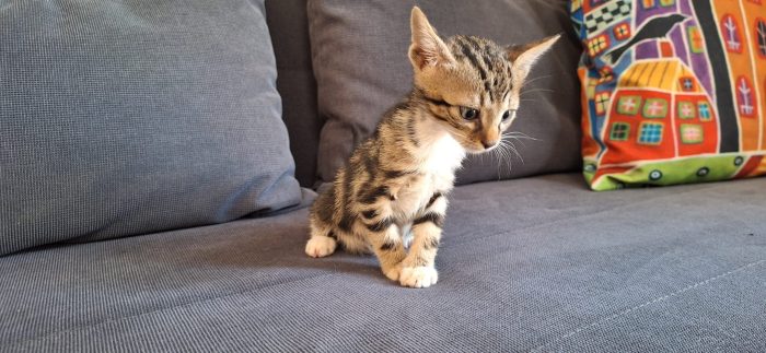 Yuky minuscolo micino cerca casa