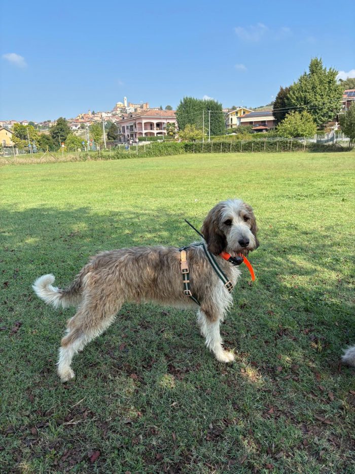 Oscar cerca casa