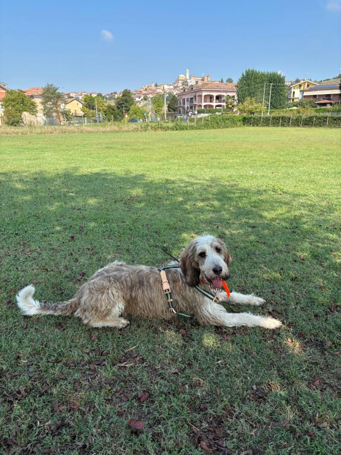 Oscar cerca casa