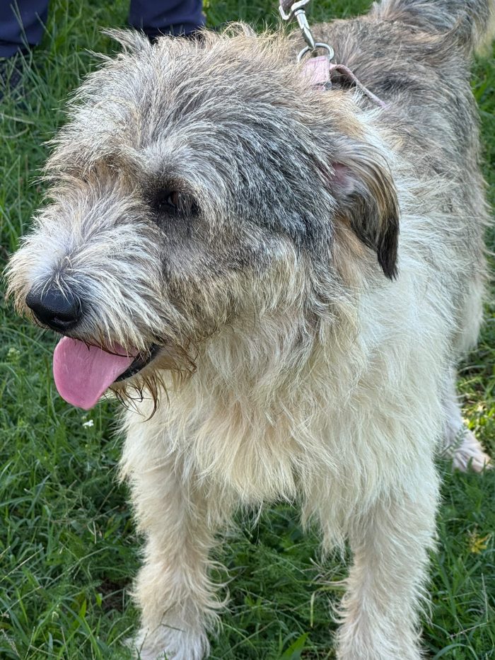 Blue, splendida ed equilibrata simil Terrier - media 7