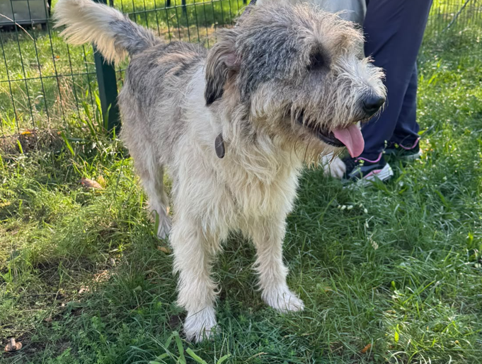 Blue, splendida ed equilibrata simil Terrier - media 5