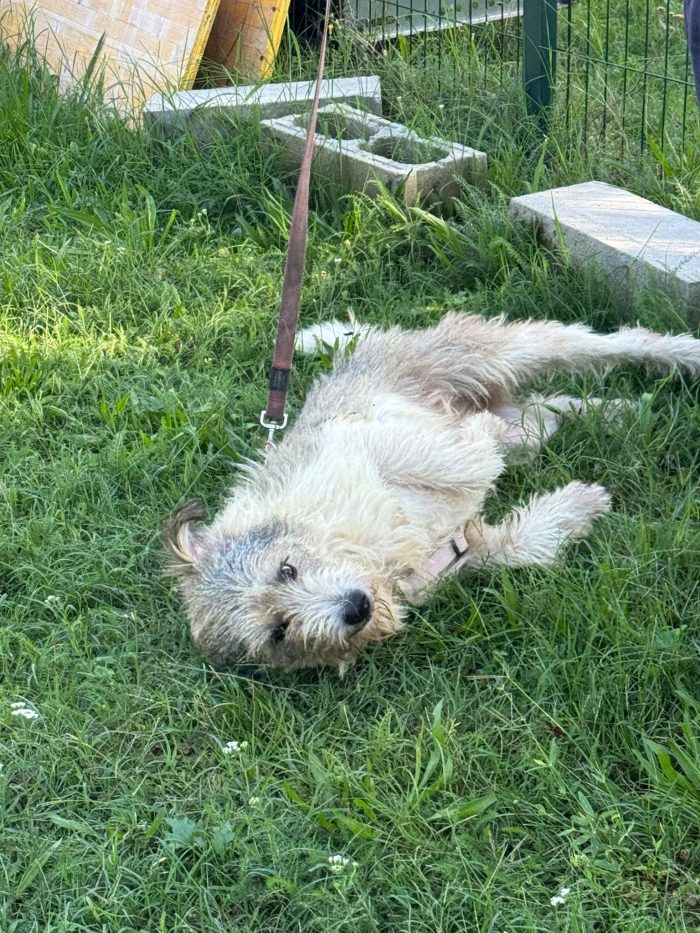 Blue, splendida ed equilibrata simil Terrier - media 6