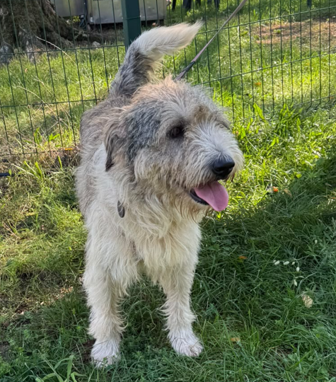 Blue, splendida ed equilibrata simil Terrier - media 4