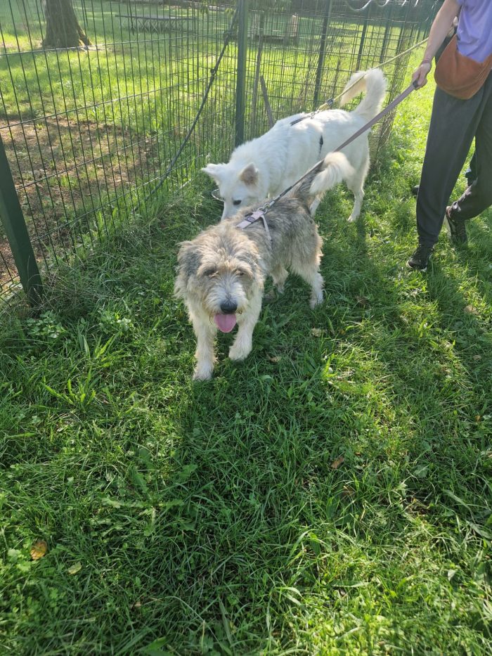 Blue, splendida ed equilibrata simil Terrier - media 9