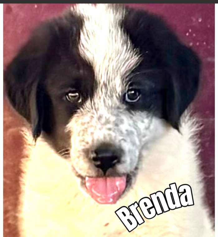 🌸CUCCIOLA BRENDA, CERCA LA SUA FAMIGLIA 🏠💕