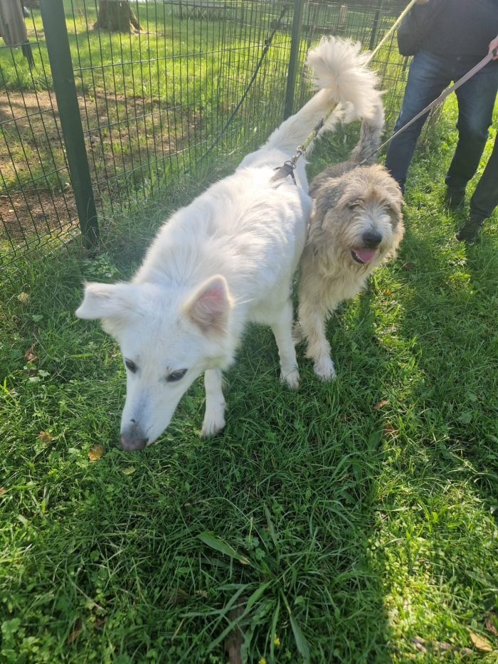 Blue, splendida ed equilibrata simil Terrier - media 8