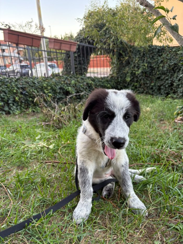 🌸CUCCIOLA BRENDA, CERCA LA SUA FAMIGLIA 🏠💕 - media 6