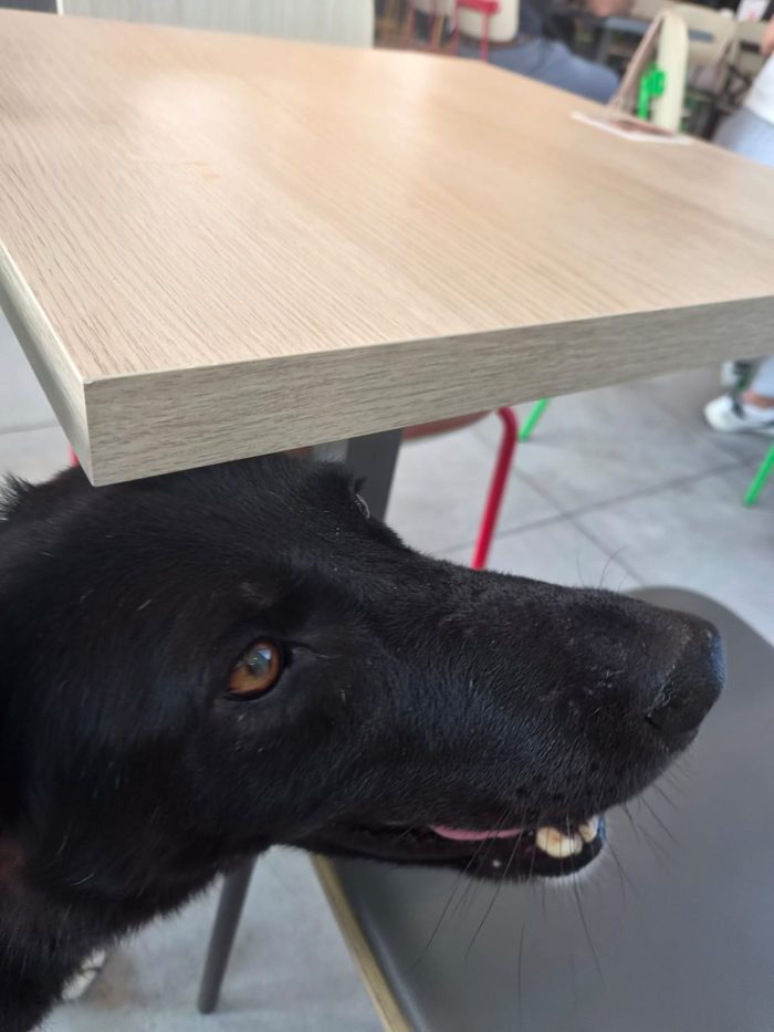 Windy, splendida ed equilibrata simil labrador - media 9