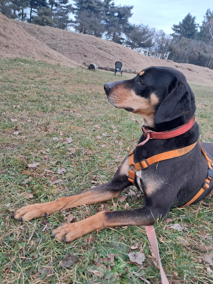 Skylar, una bellissima simil segugia