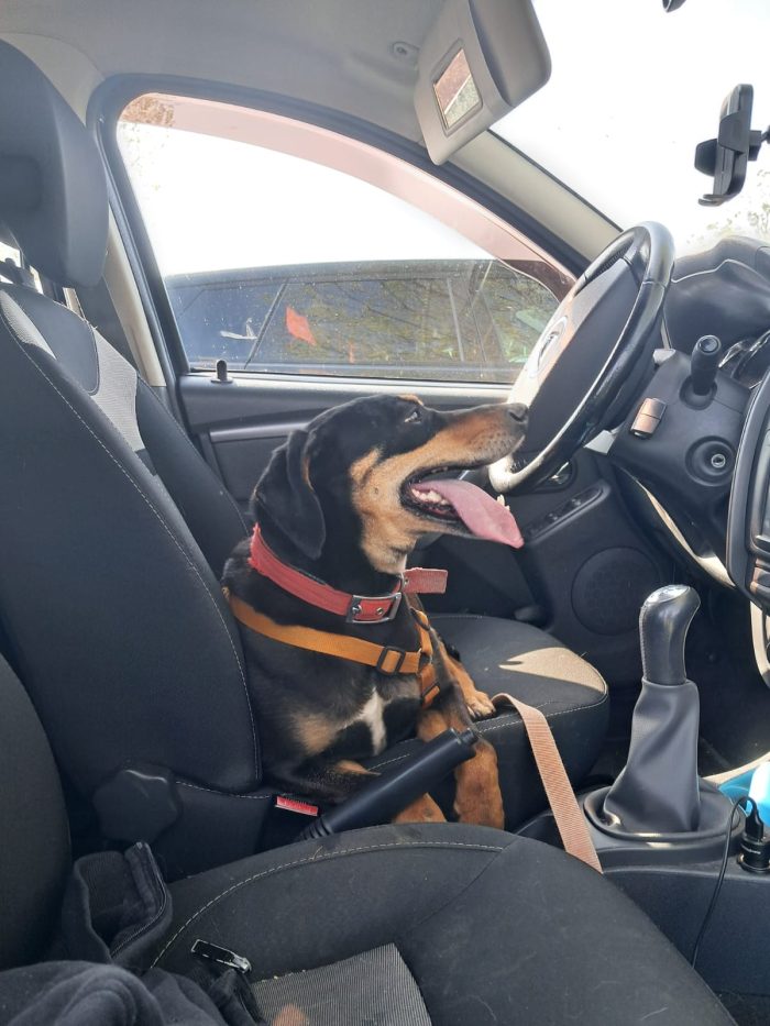 Skylar, una bellissima simil segugia - media 4