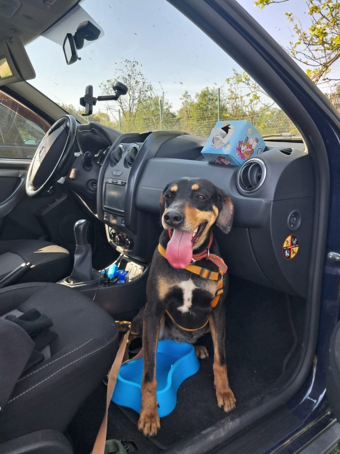 Skylar, una bellissima simil segugia - media 5