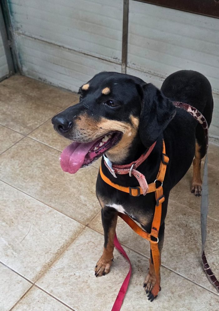 Skylar, una bellissima simil segugia - media 7