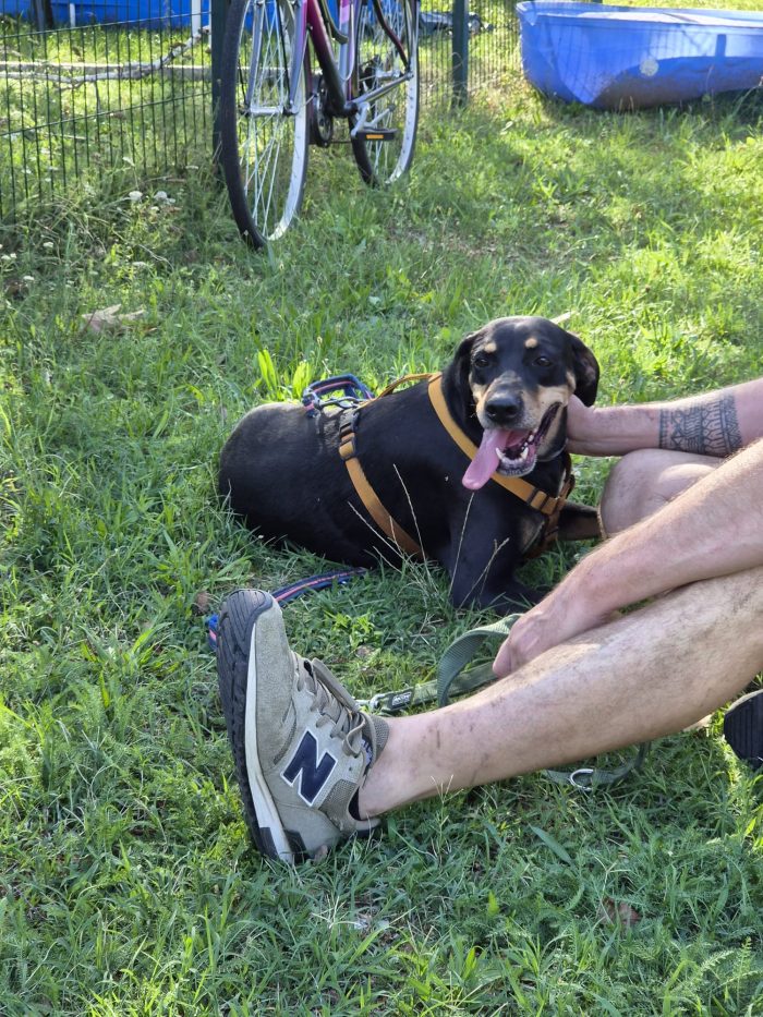 Skylar, una bellissima simil segugia - media 8
