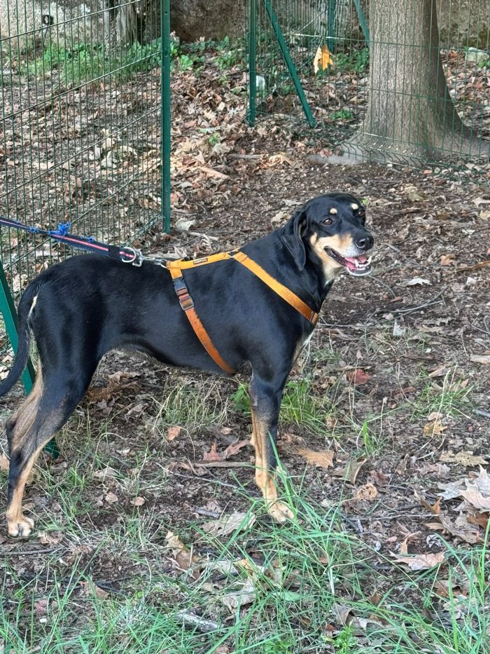 Skylar, una bellissima simil segugia