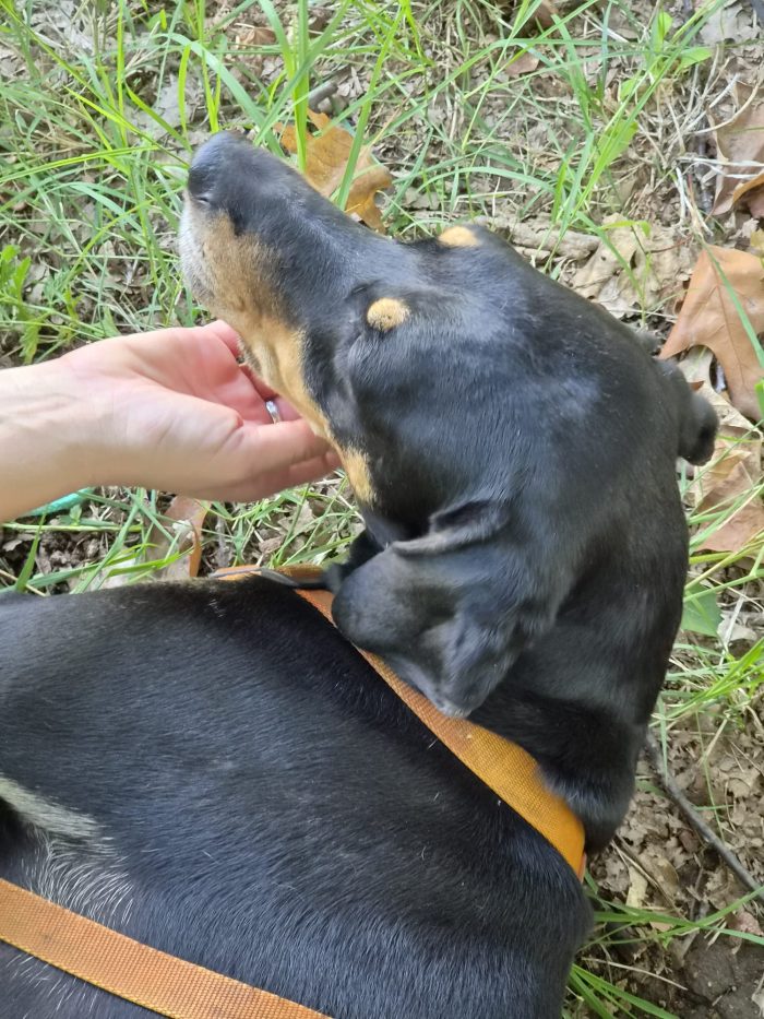 Skylar, una bellissima simil segugia - media 9