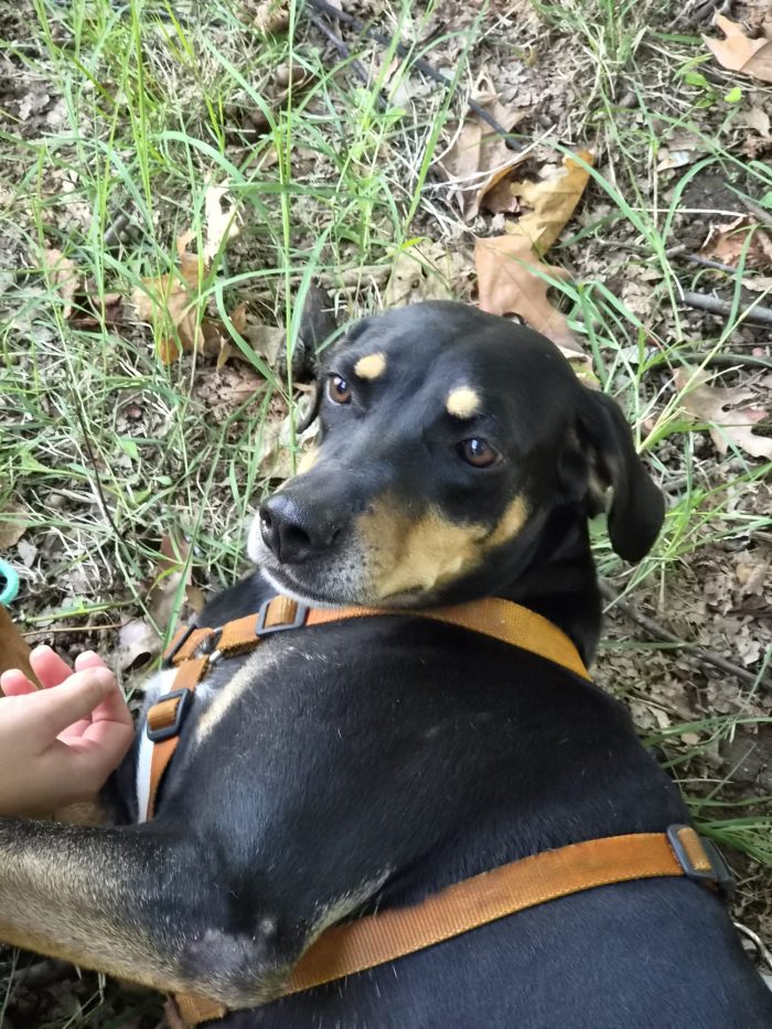 Skylar, una bellissima simil segugia - media 10