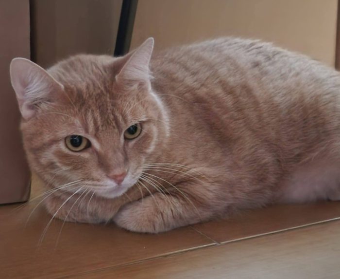 Micio rosso 3anni bello e buono rimasto solo..rischia di esser investito! CAGLIARI
