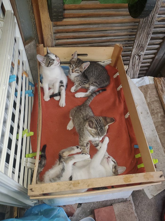 Gattini cercano casa