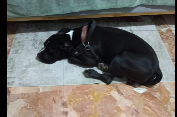 American Bully  3anni e la sua triste(ED ASSURDA)storia!!! ALESSANDRIA