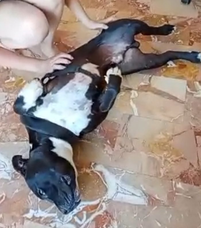 American Bully  3anni e la sua triste(ED ASSURDA)storia!!! ALESSANDRIA - media 4
