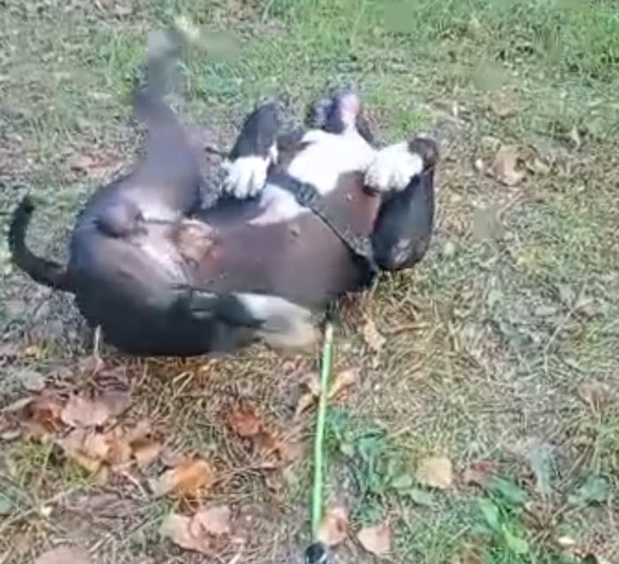 American Bully  3anni e la sua triste(ED ASSURDA)storia!!! ALESSANDRIA - media 5