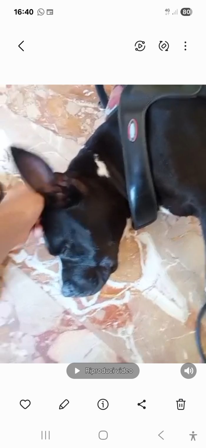 American Bully  3anni e la sua triste(ED ASSURDA)storia!!! ALESSANDRIA - media 8