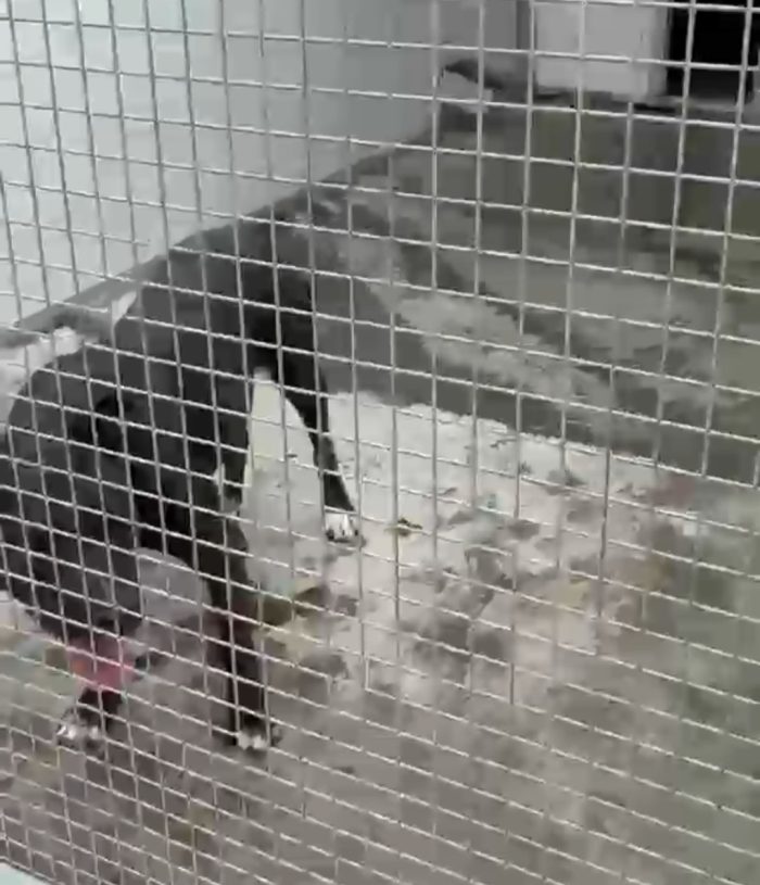 American Bully  3anni e la sua triste(ED ASSURDA)storia!!! ALESSANDRIA - media 9