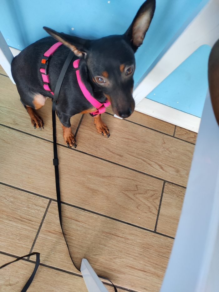 Lilly dopo l' abbandono cerca una famiglia che l ami