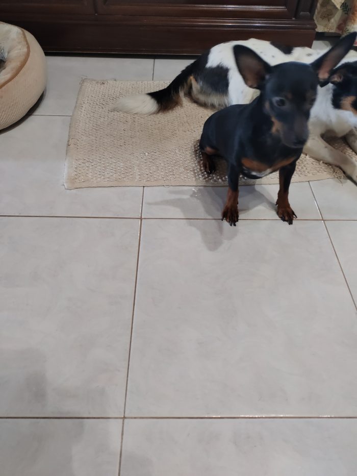 Lilly dopo l' abbandono cerca una famiglia che l ami