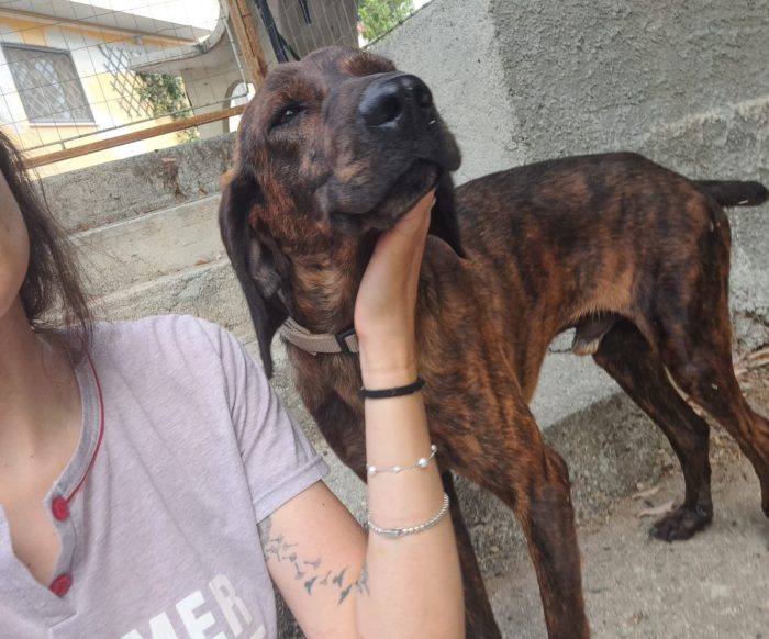 Ciko un segugino finito in canile