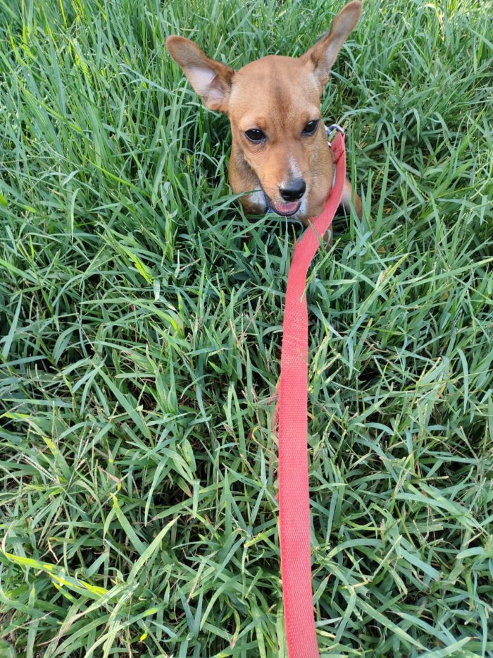Cucciolo Chicco in cerca di una famiglia