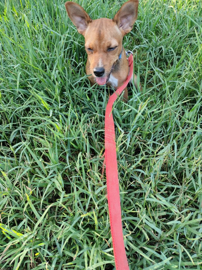 Cucciolo Chicco in cerca di una famiglia