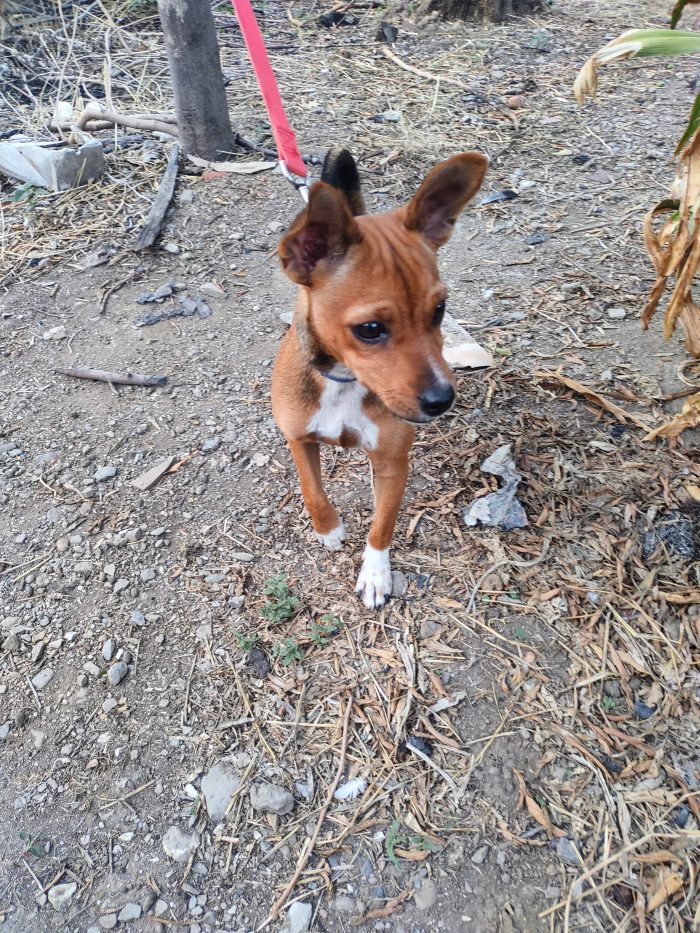 Cucciolo Chicco in cerca di una famiglia