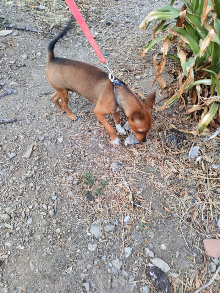 Cucciolo Chicco in cerca di una famiglia - media 4