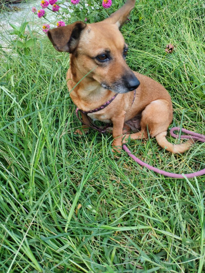 Briciola dolcissima cagnolina in cerca di Amore