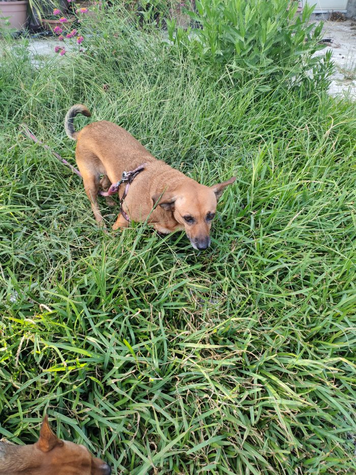 Briciola dolcissima cagnolina in cerca di Amore