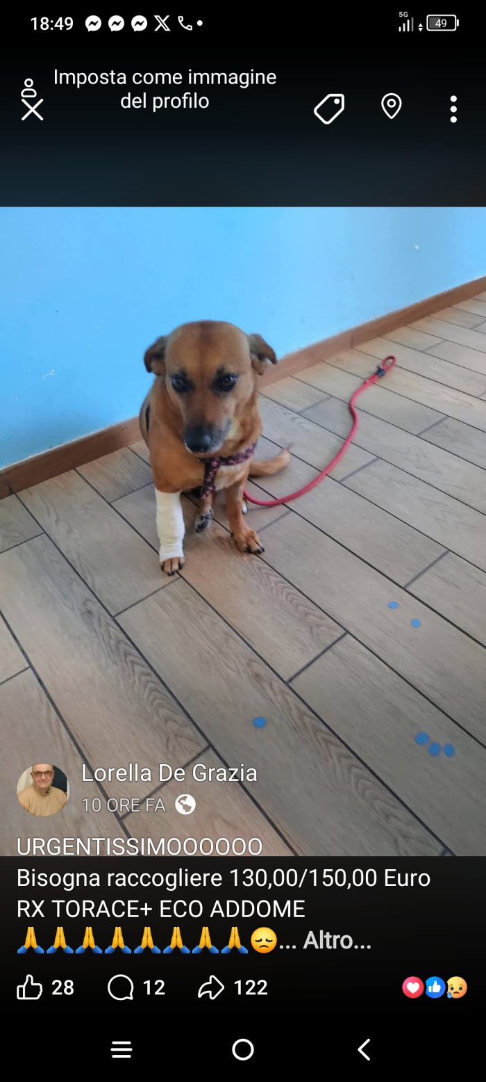 Briciola dolcissima cagnolina in cerca di Amore
