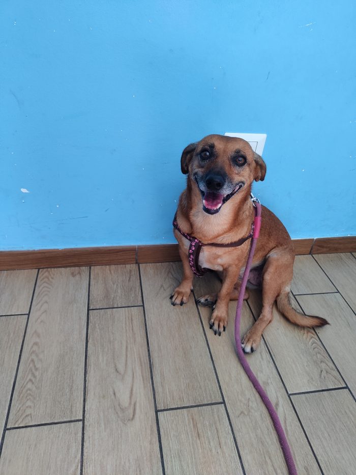 Briciola dolcissima cagnolina in cerca di Amore - media 4