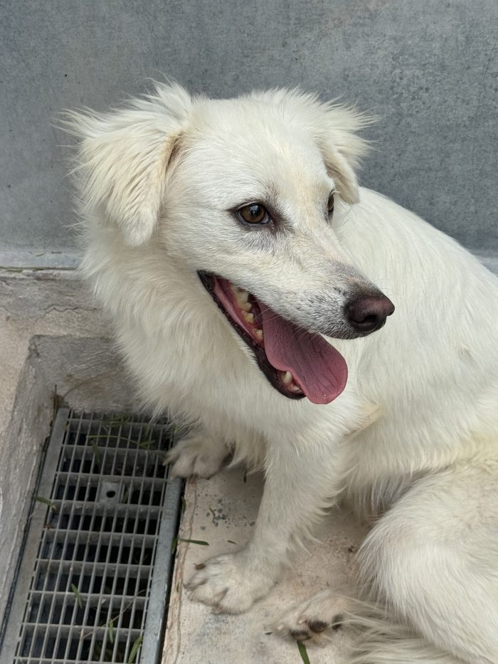 Ivy, dolce e giocherellona