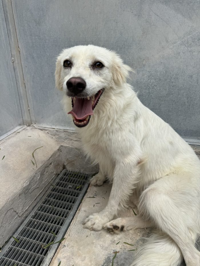Ivy, dolce e giocherellona