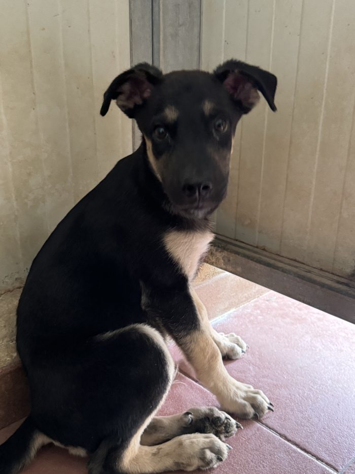 Thor dagli occhi dolci