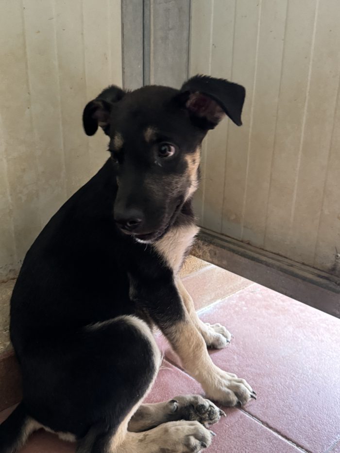 Thor dagli occhi dolci