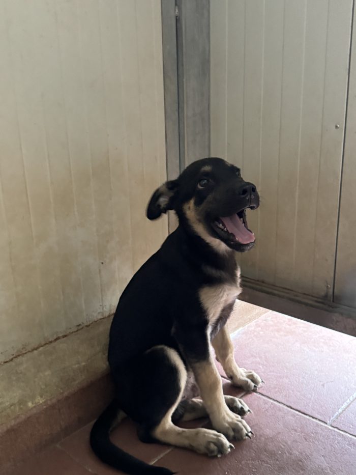 Thor dagli occhi dolci