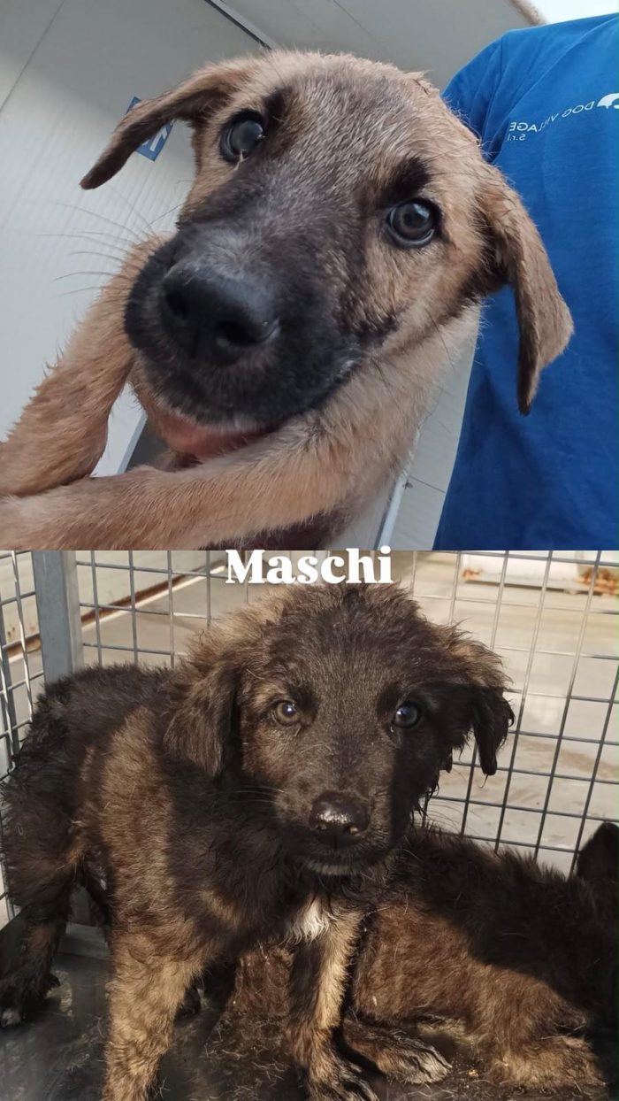 Sicilia EMERGENZA: 22 CUCCIOLI DA AIUTARE! AIUTIAMO ANCHE LORO