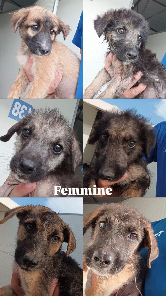 Sicilia EMERGENZA: 22 CUCCIOLI DA AIUTARE! AIUTIAMO ANCHE LORO
